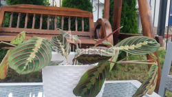Mesken 200 m² Daire - Svimon Kananeli, Kvariati, Gürcistan